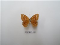 藏品(白點褐蜆蝶)的圖片